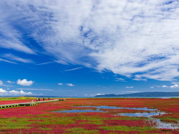 サンゴ草が織り成す深紅の世界壮麗な絶景広がる能取湖の秋 Jtrip Smart Magazine 北海道