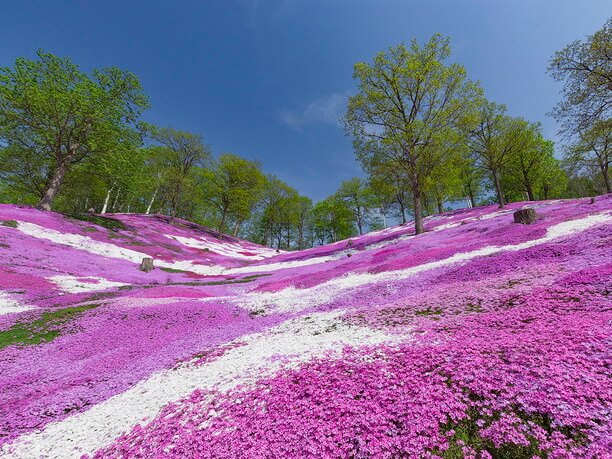 見渡す限り芝桜の大パノラマ 感動の絶景 東藻琴芝桜公園 Jtrip Smart Magazine 北海道