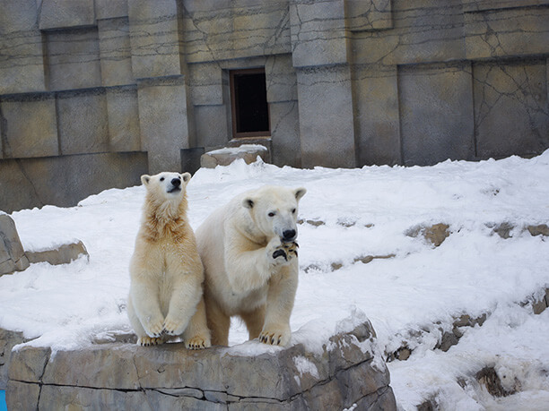 円山動物園 | JTRIP Smart Magazine 北海道